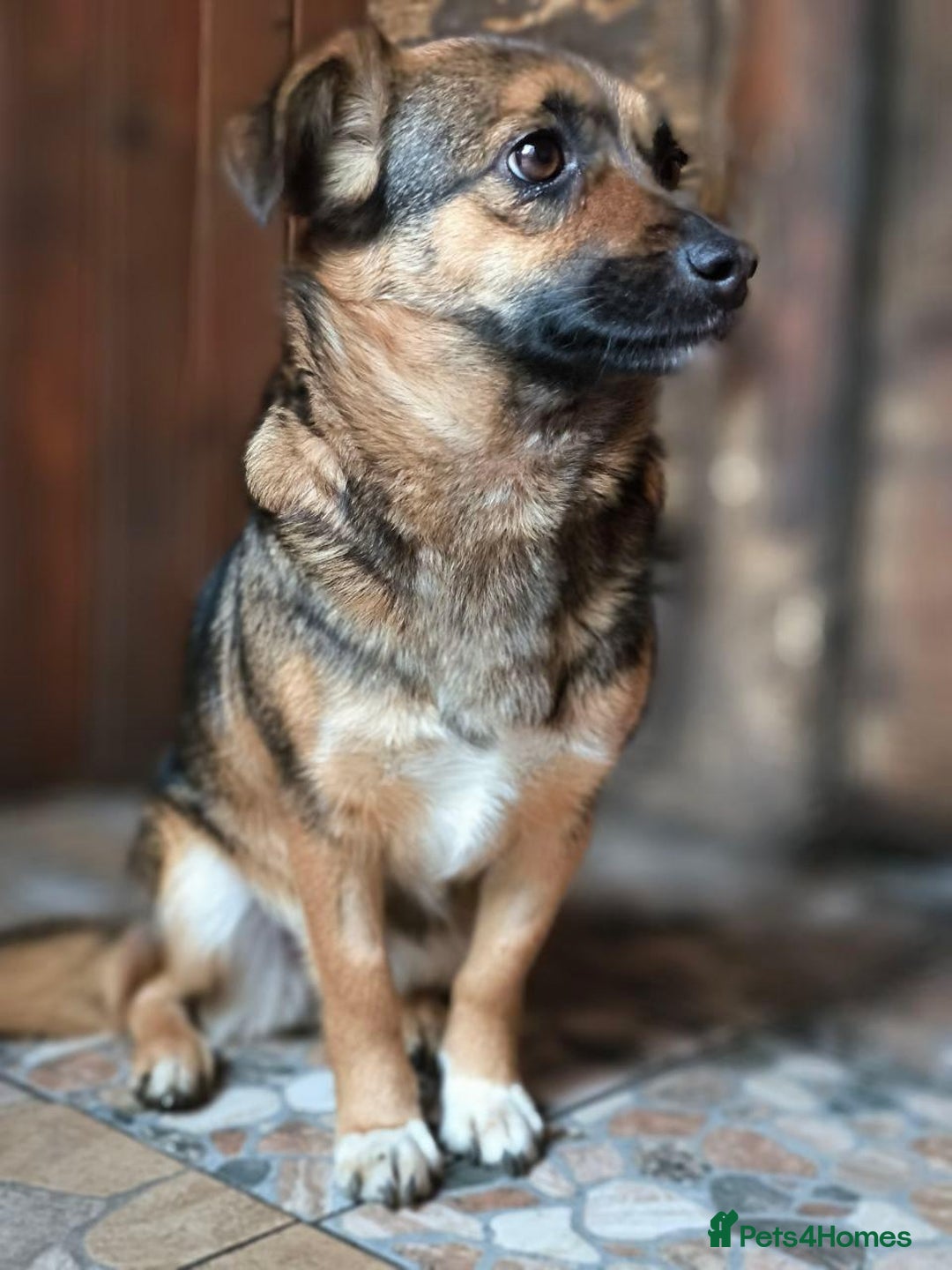 Mixed Breed dogs for adoption: 💖🐶 CHILLY 🐶💖 - Advert 9