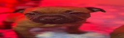 Staffordshire Bull Terrier dogs for sale: Red Staffordshire Bull Terriers - Advert 7
