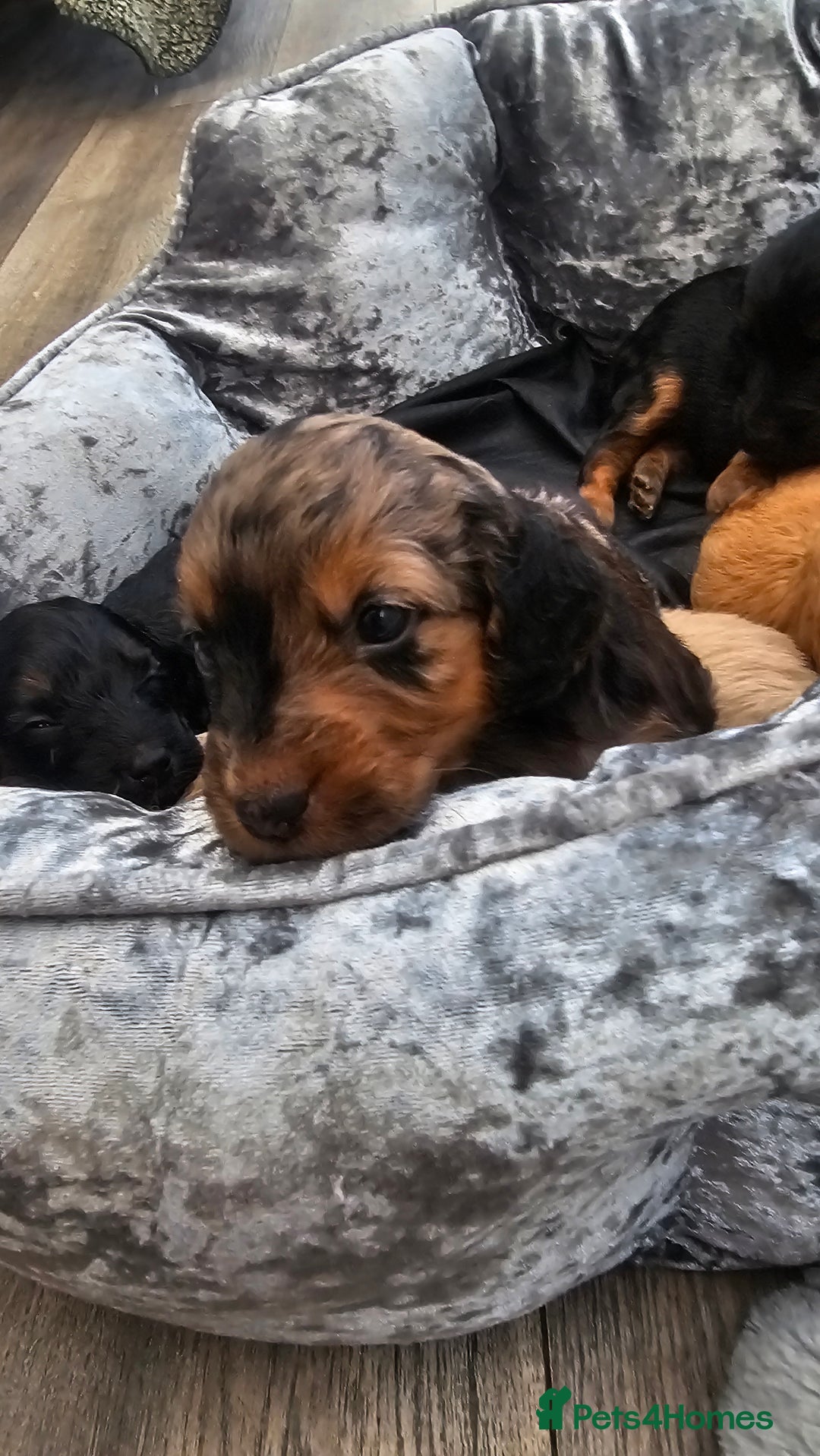 Cockapoo dogs for sale: The best cockapoos - Image 4