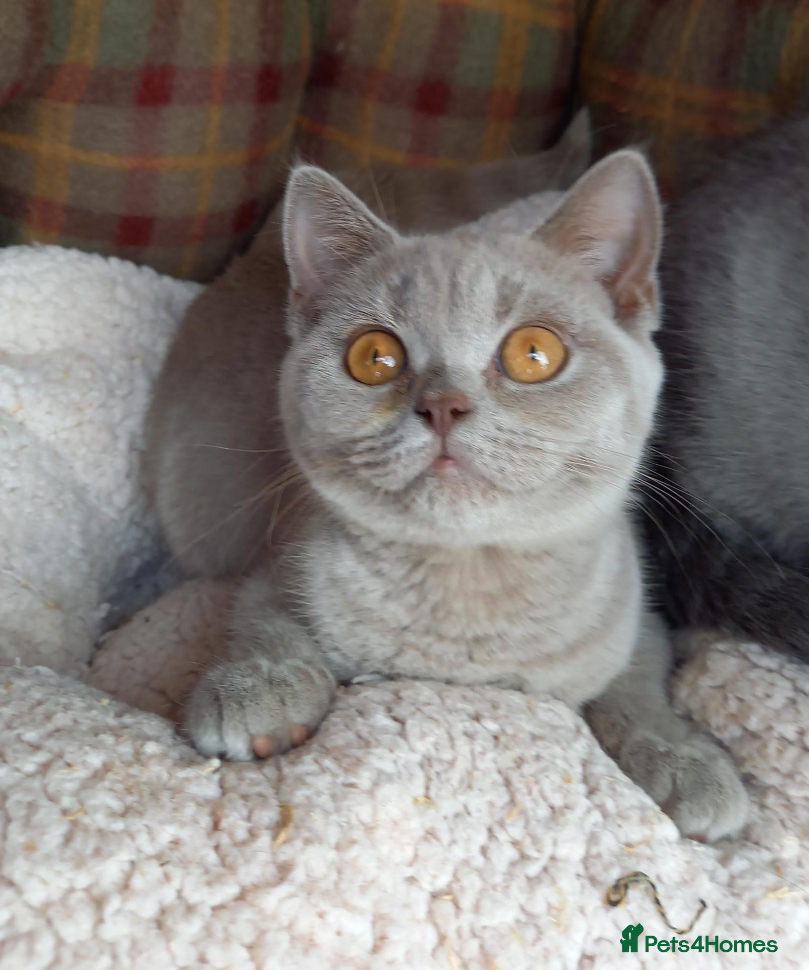 British Shorthair cats Quality registered GCCF kittens  - Advert 4
