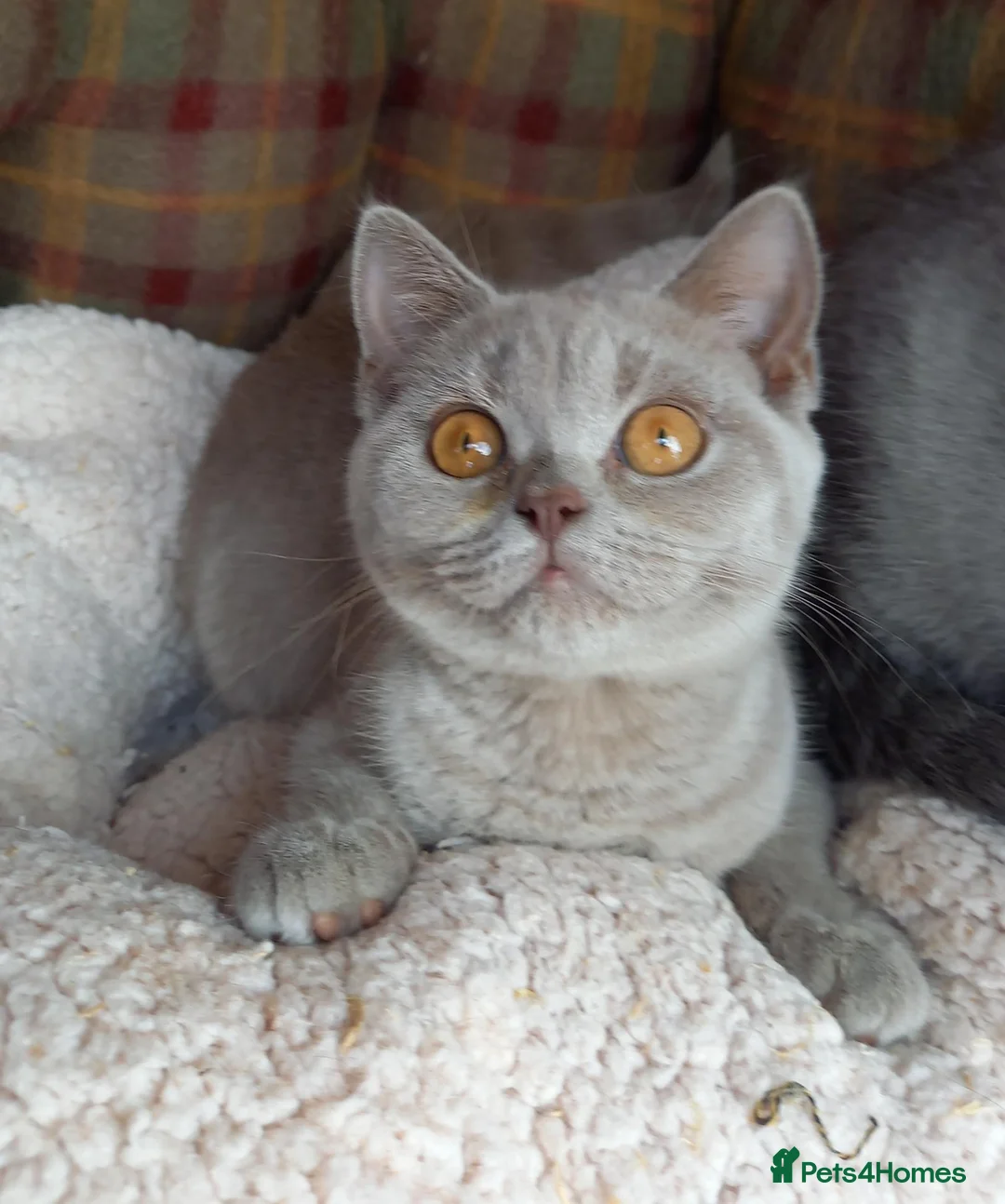 British Shorthair cats for sale: Quality registered GCCF kittens  - Advert 1