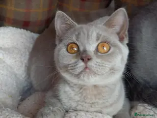 British Shorthair cats Quality registered GCCF kittens - Advert 4