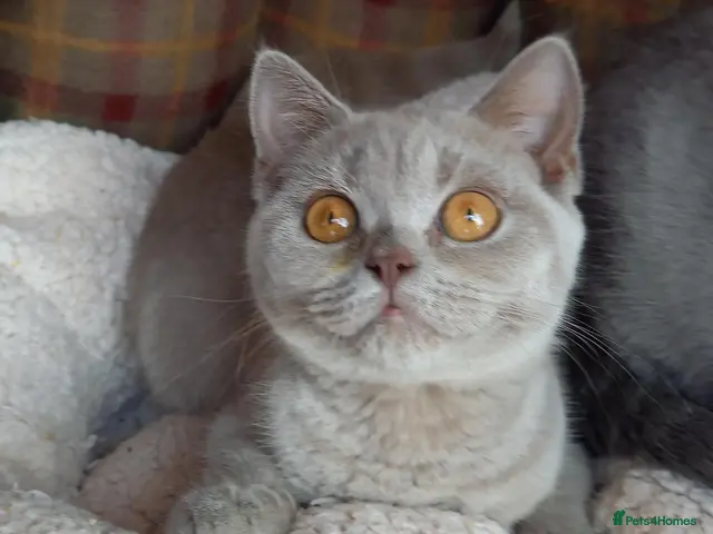 British Shorthair cats Quality registered GCCF kittens - Advert 17