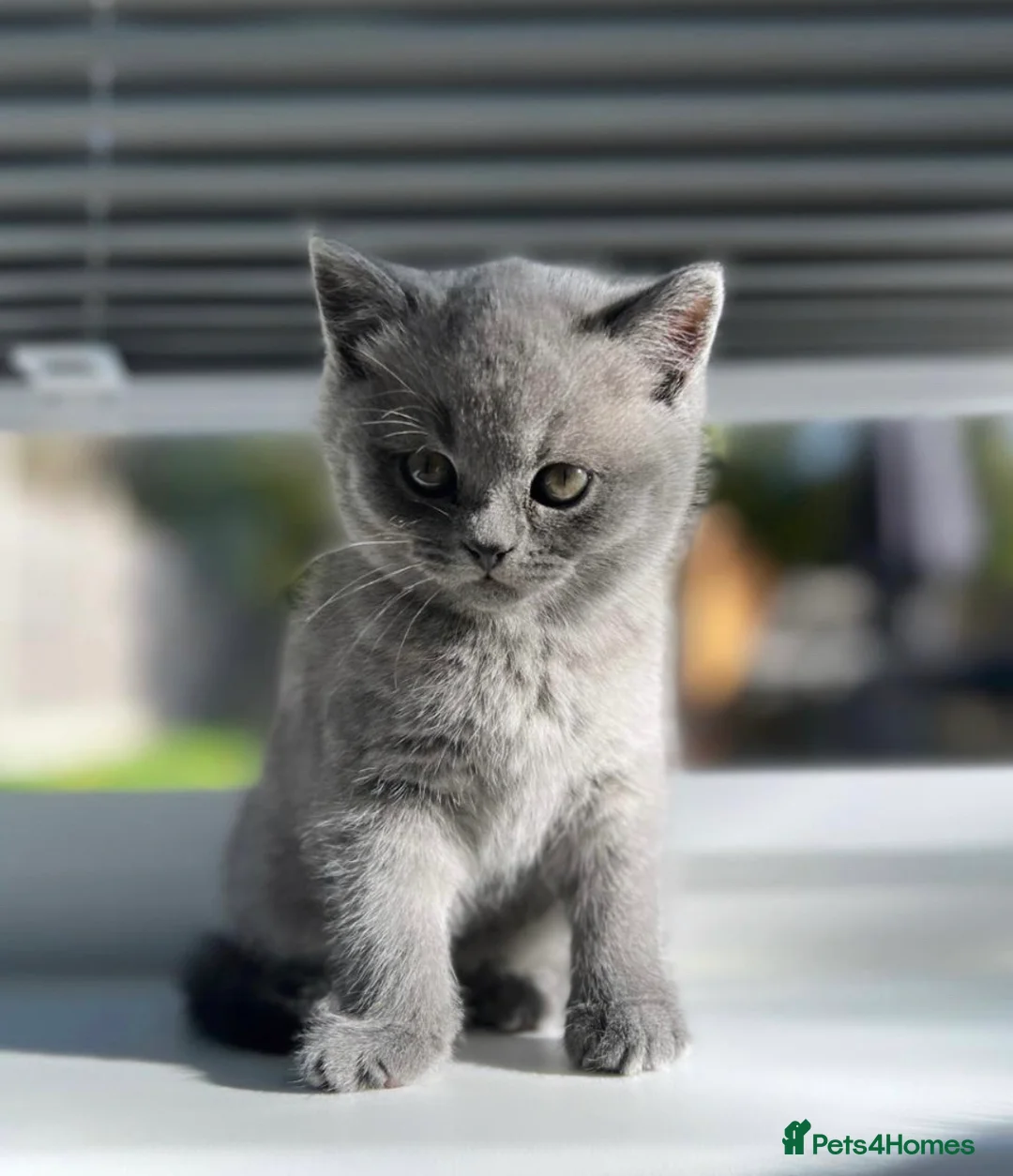 British Shorthair cats for stud: 🐈‍⬛ GIZZY THE STUD 🐈‍⬛ GCCF AND TICA REGISTERED  in Solihull - Advert 10