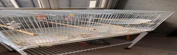 Conures birds for sale: Hand-reared Yellow sided Conure  - Advert 5
