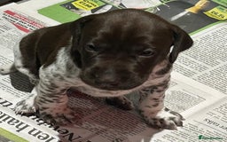 German Shorthaired Pointer dogs for sale: Gorgeous litter of German Shorthair puppies - Image 18