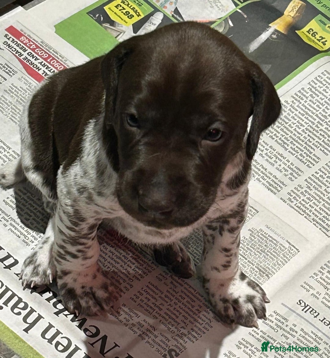 German Shorthaired Pointer dogs for sale: Gorgeous litter of German Shorthair puppies - Image 18