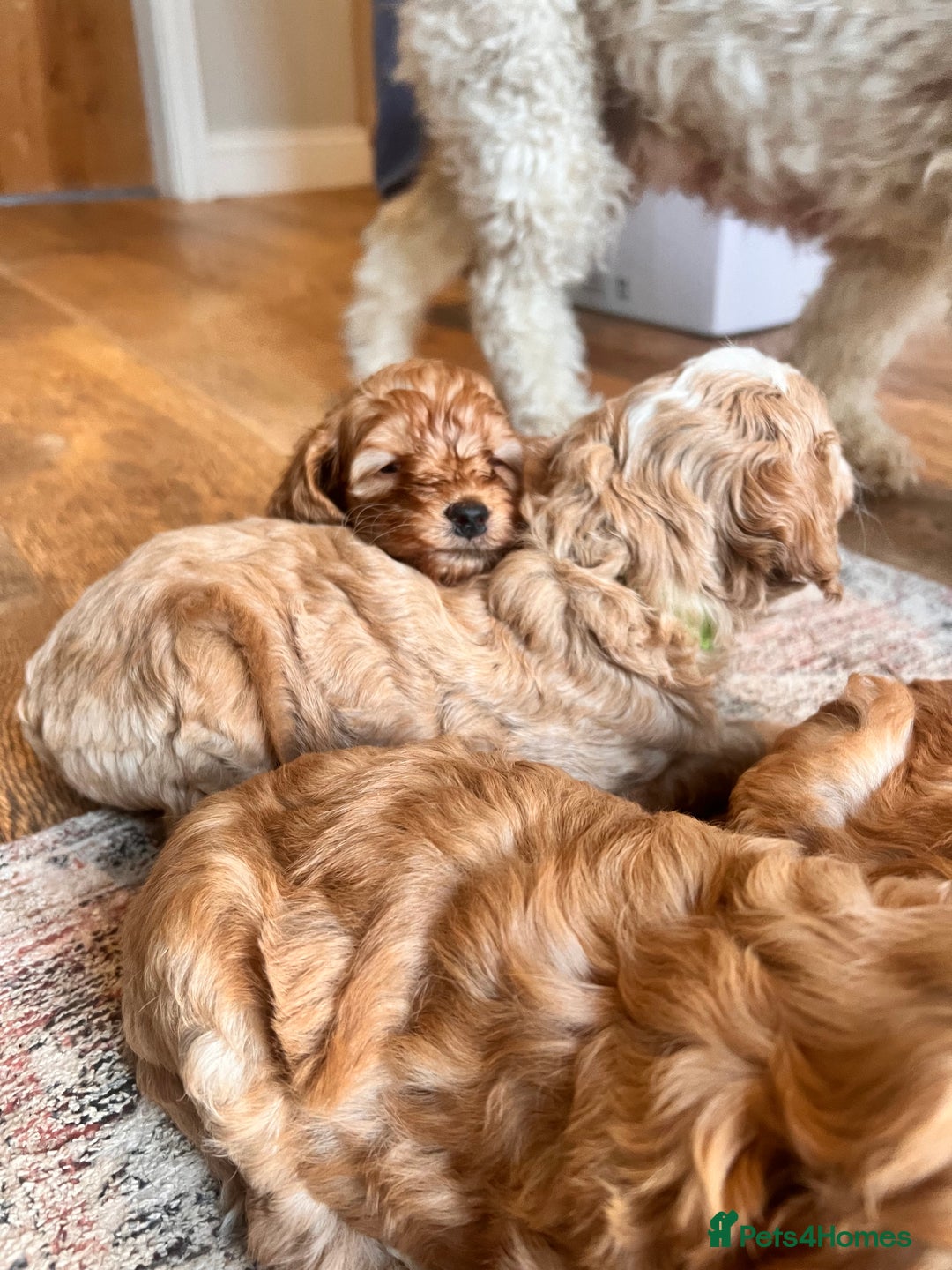 Cockapoo dogs for sale: Adorable cockapoo puppies ready 23.12.25   - Advert 7