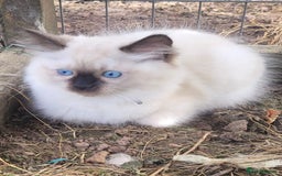 Ragdoll cats for sale: Adorable blue eyed ragdoll kittens - Image 7
