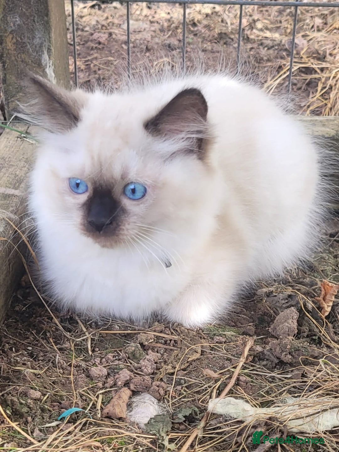 Ragdoll cats for sale: Adorable blue eyed ragdoll kittens - Image 7