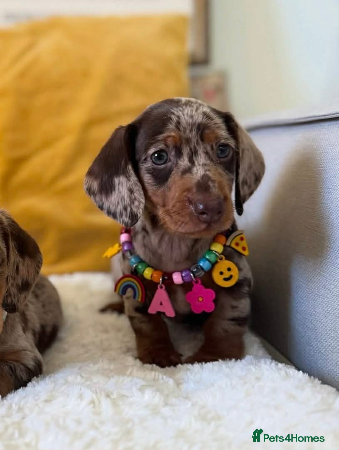 Dachshund dogs for sale: Miniature Dachshund Puppies - Advert 5