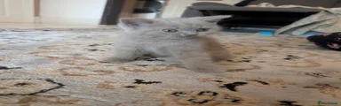 British Shorthair 2