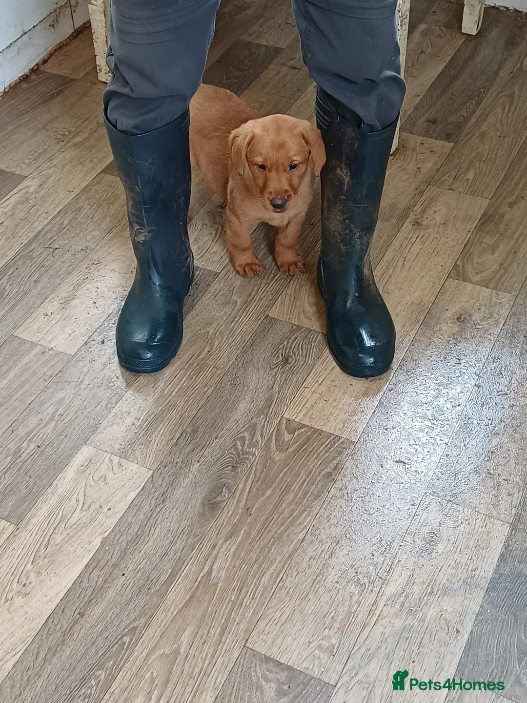 Labrador Retriever dogs for sale: LABRADOR PUPPIES - FOX RED - Advert 4