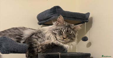 Maine Coon cats in Ipswich - Advert 7