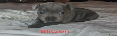 Blitzen