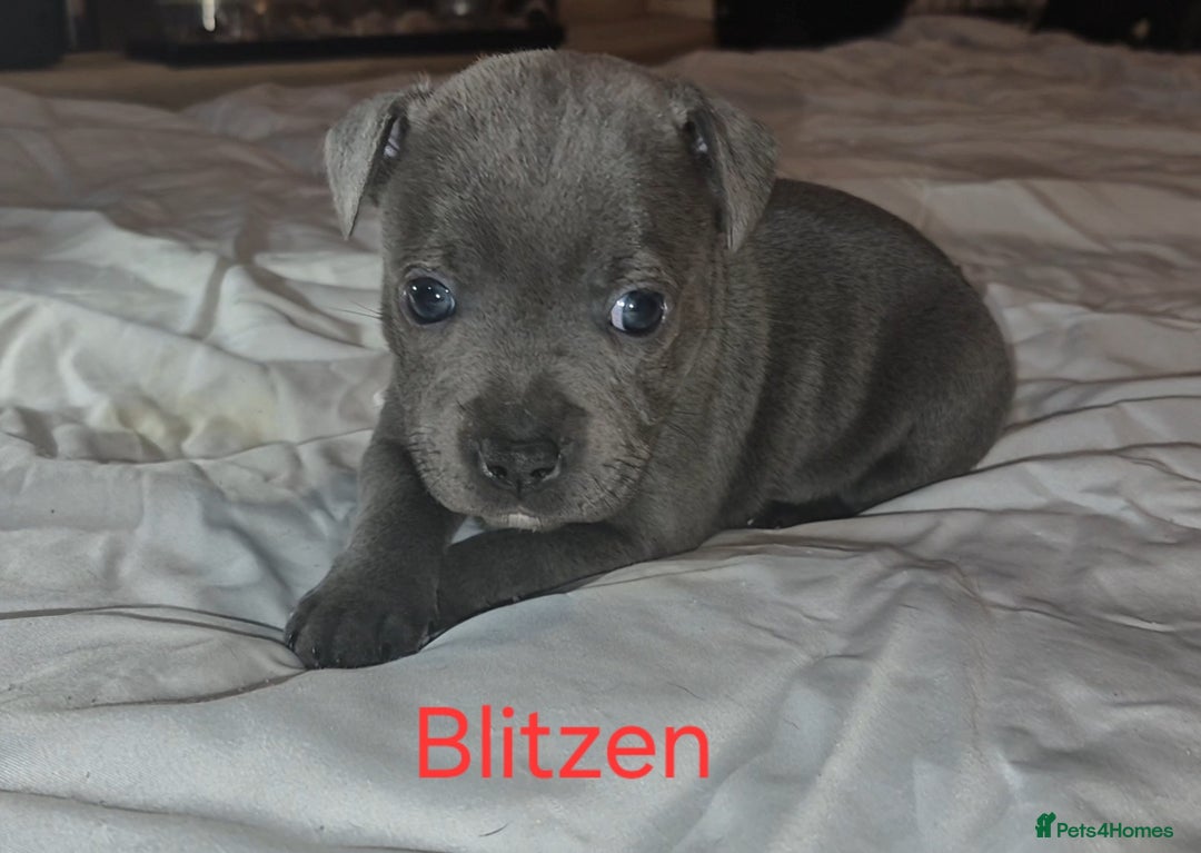 Staffordshire Bull Terrier dogs for sale: Exceptional Staffy Bull Terriers– Valglo Bloodline - Advert 27
