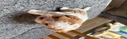 Mixed Breed dogs for sale: Cookie - Advert 7