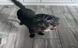 Cockapoo dogs for sale: Cockapoo - Image 4