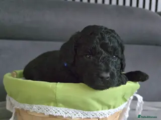 Toy Poodle dogs BEAUTIFULL BLACK TOY POODLES - Advert 4