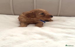 Cavapoo dogs for sale: Dream Cavapoo puppies, DNA Clear, Home Raised - Image 8