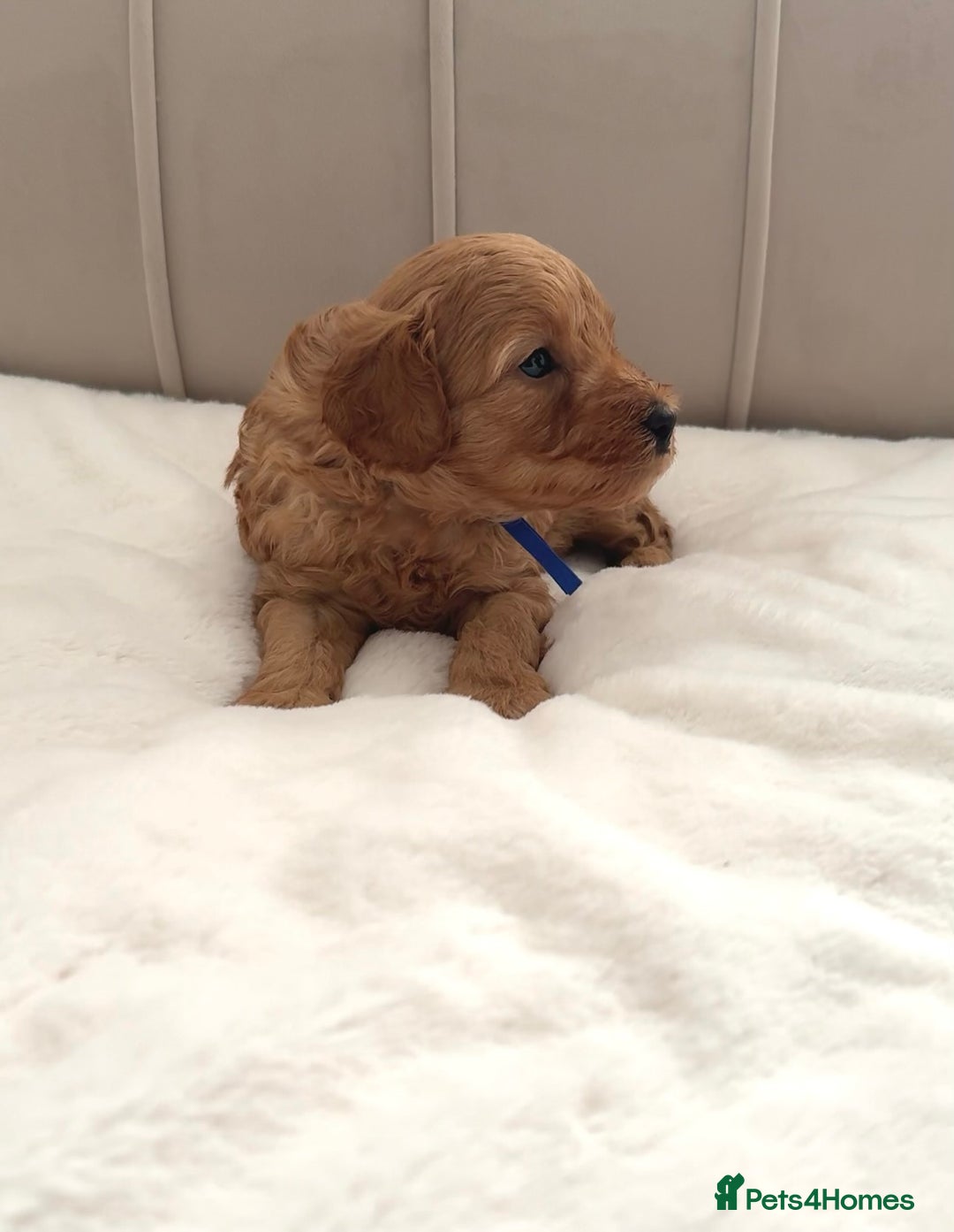 Cavapoo dogs for sale: Dream Cavapoo puppies, DNA Clear, Home Raised - Image 8