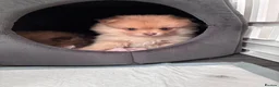 Pomeranian dogs for sale: Pomeranian puppy female  - Advert 9