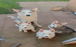 Siberian Husky dogs for sale: Blue Eyed Siberian Husky Puppy - Image 3