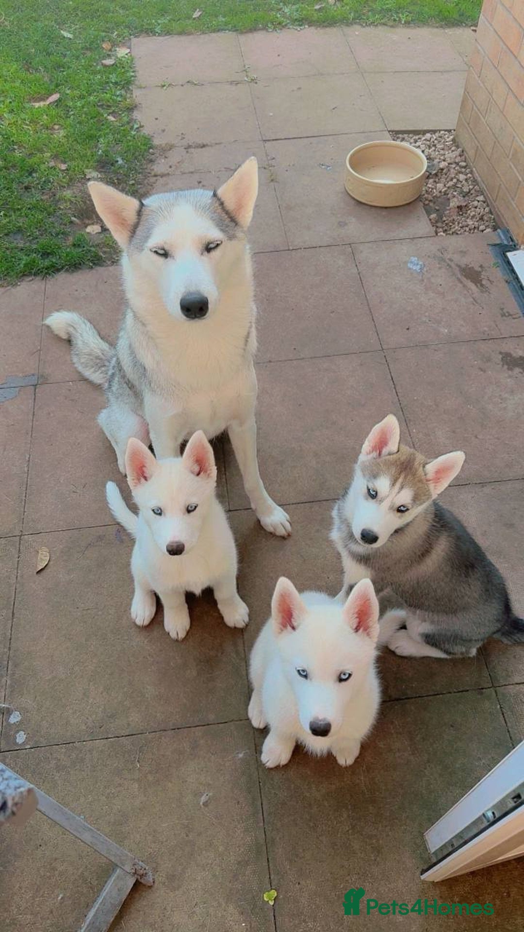 Siberian Husky dogs for sale: Blue Eyed Siberian Husky Puppy - Image 3