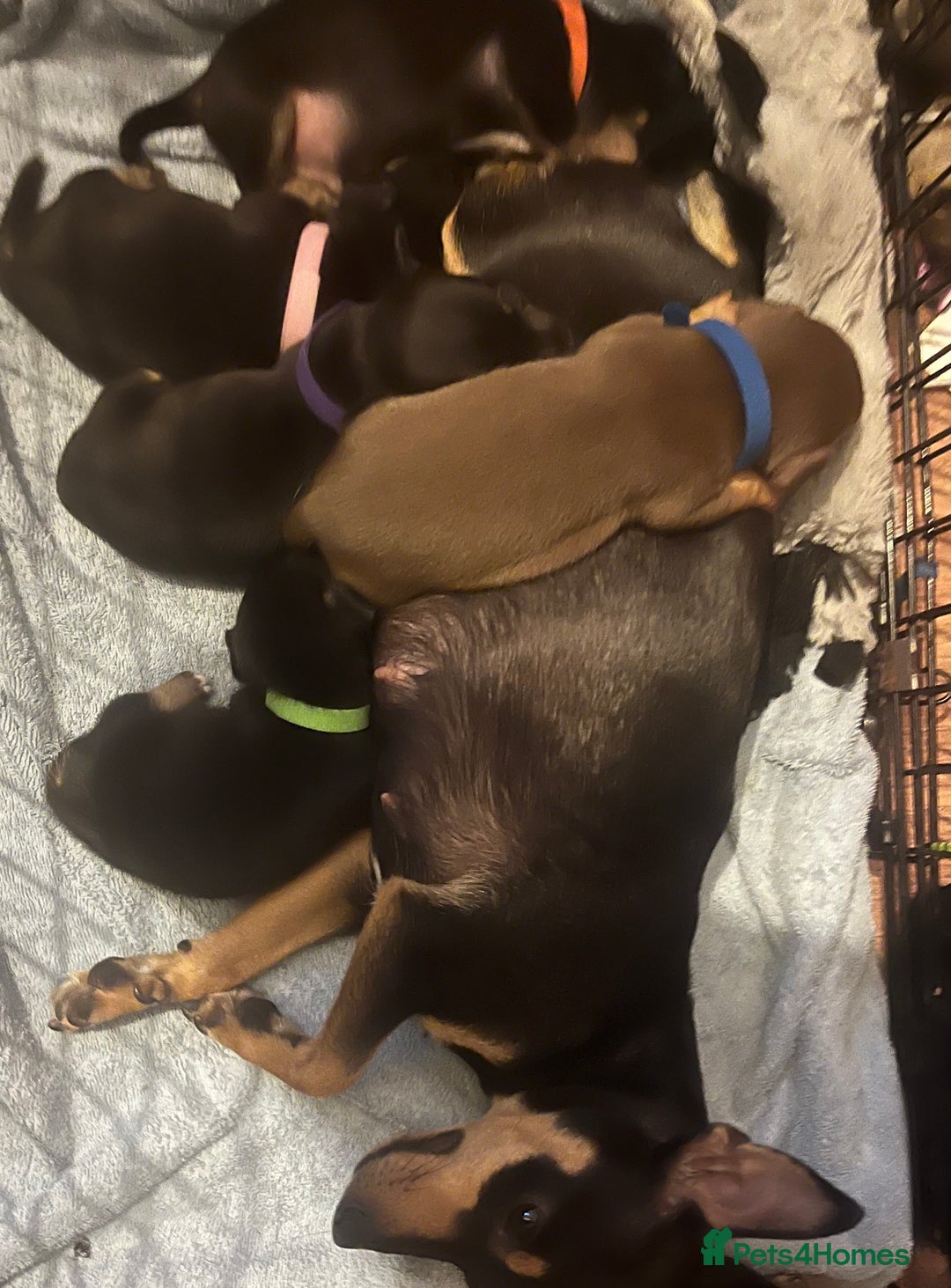Jack Russell dogs for sale: Miniature natural bobtailed Jack Russells - Image 8