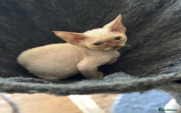 Devon Rex cats for sale: 2 beautiful female Devon Rex kittens  - Image 4