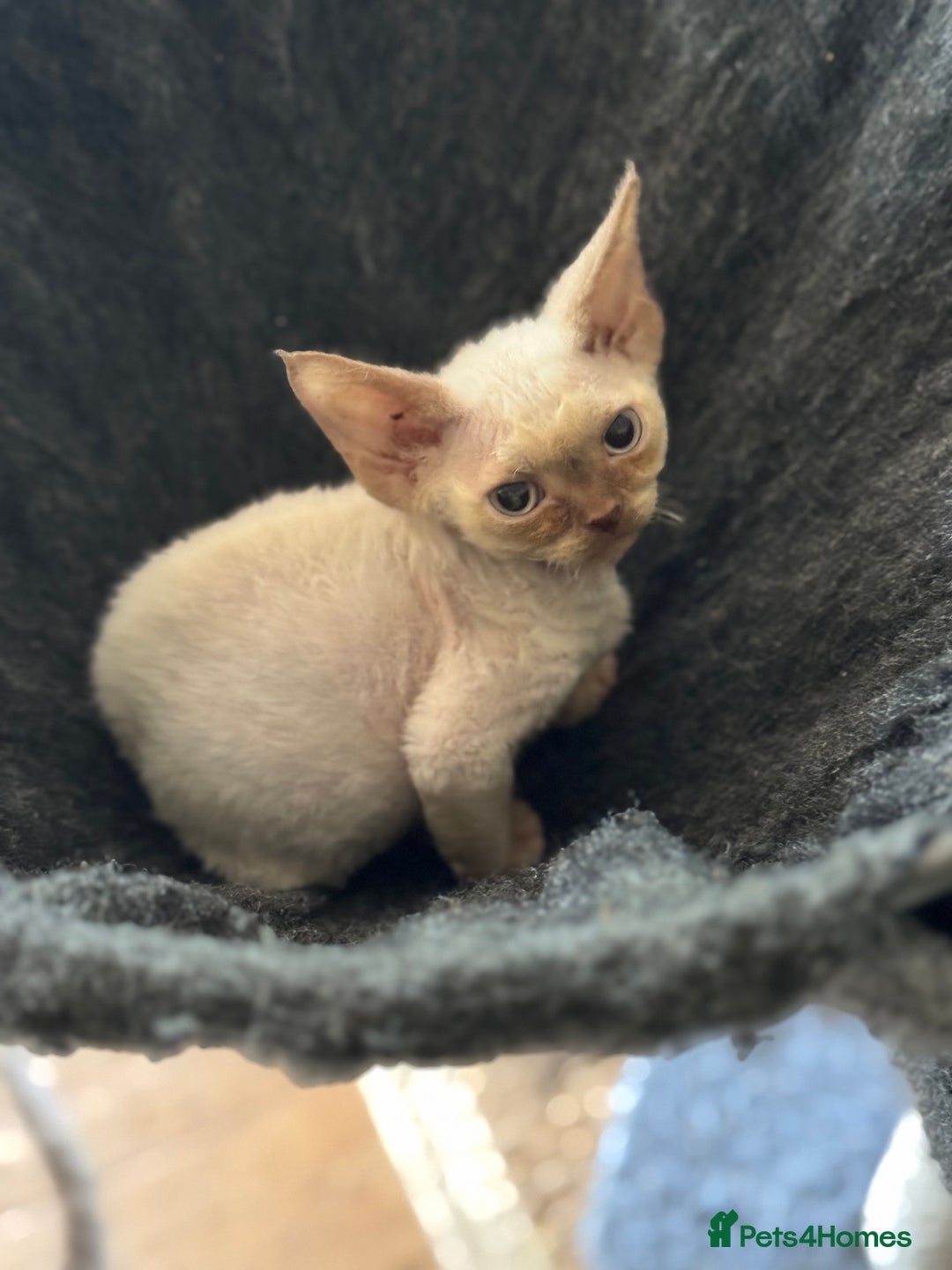 Devon Rex cats for sale: 2 beautiful female Devon Rex kittens  - Image 4