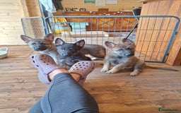 German Shepherd dogs for sale: 🌟Stunning KC Registered German Shepherd Pups🌟 - Image 19