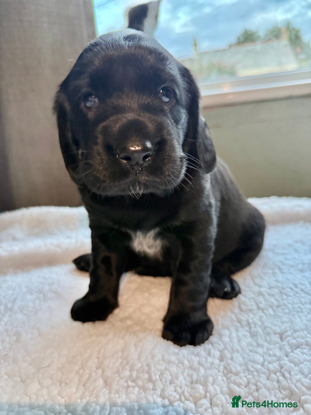Cockerdor dogs for sale: Gorgeous Cockador puppies  - Image 12