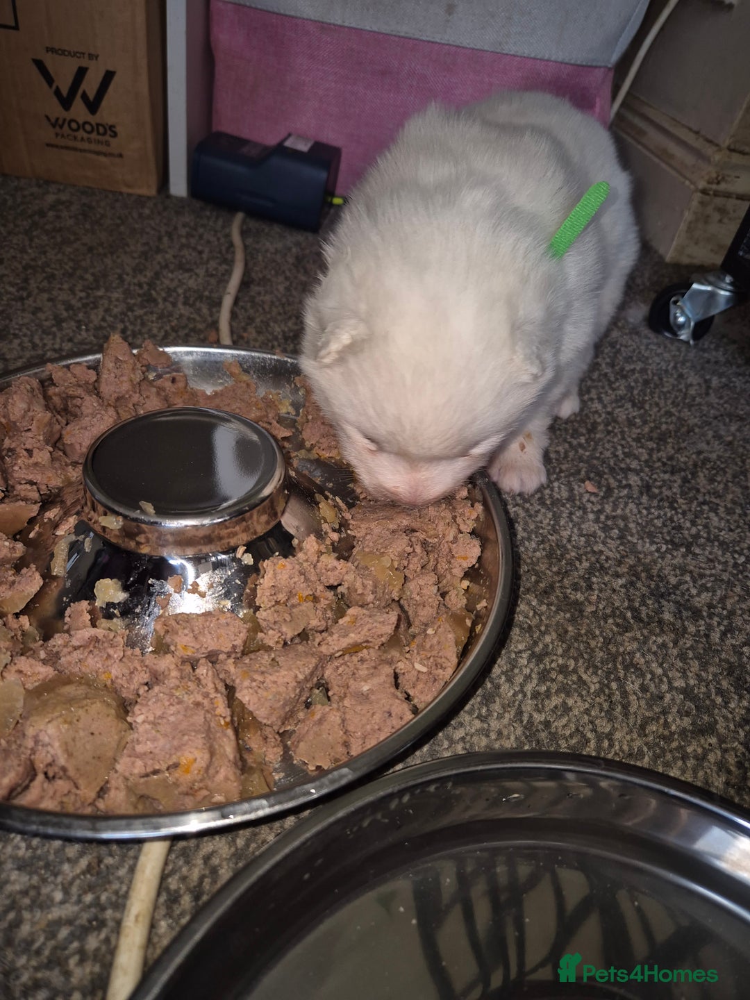 Samoyed dogs for sale: Samoyed puppies - can leave anytime from 23rd  - Advert 16