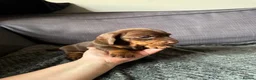 Dachshund dogs for sale: Miniature Dashund puppies - Advert 9