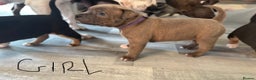 Staffordshire Bull Terrier dogs for sale: Two gorgeous puppies left  - Advert 2