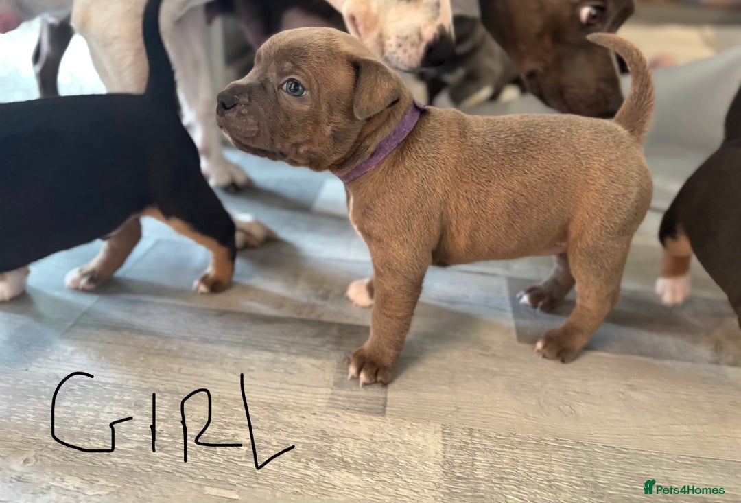 Staffordshire Bull Terrier dogs for sale: Two gorgeous puppies left  - Advert 2