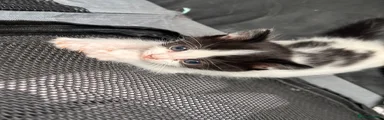 Domestic Shorthair 2