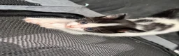 Domestic Shorthair cats for sale: BEAUTIFUL BLACK & White Tuxedo Kittens  in Ilford - Advert 11