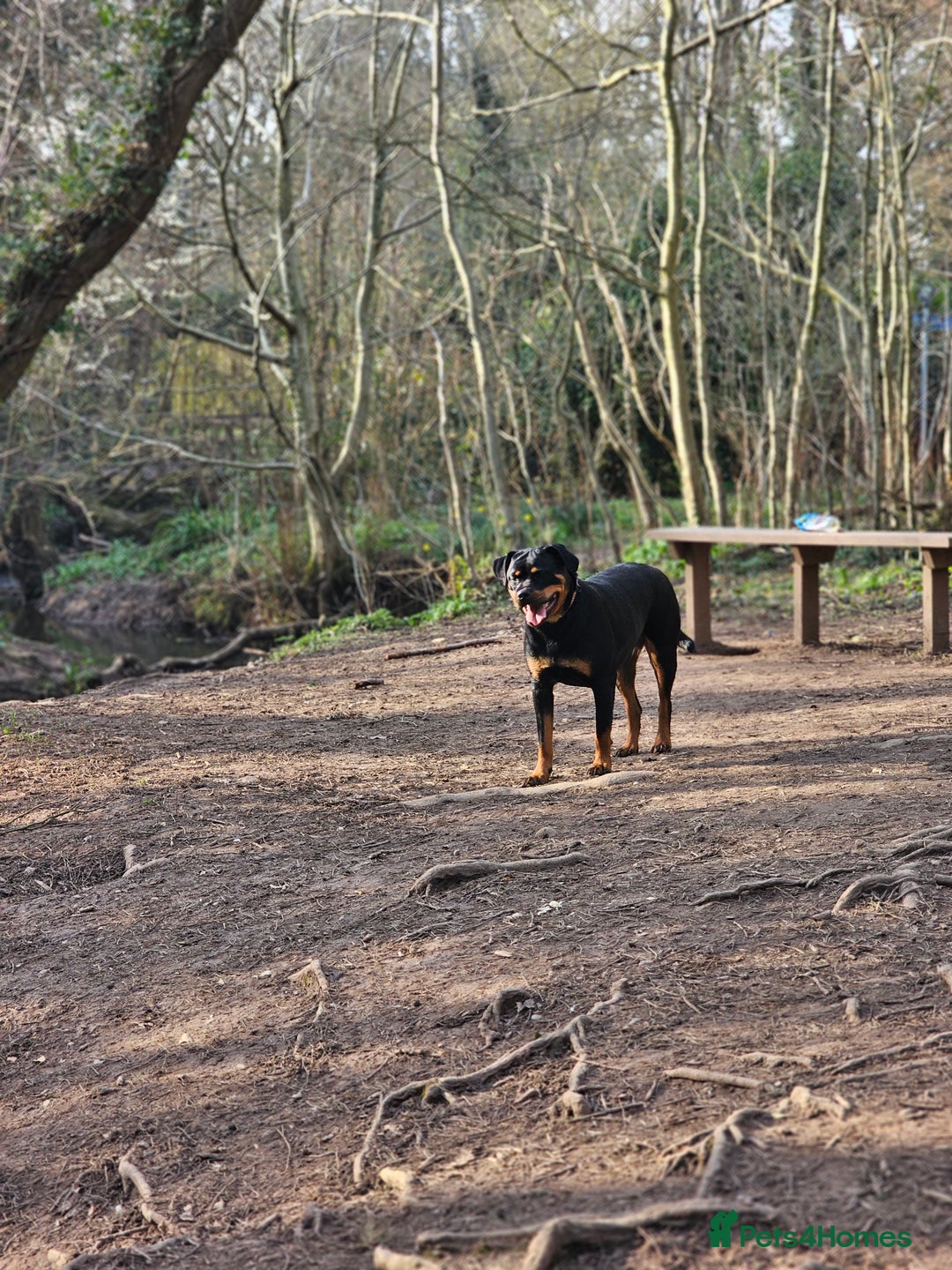 Rottweiler dogs for sale: 🖤 18-Month-Female Rottweiler – Loving, Loyal 🖤 - Image 2