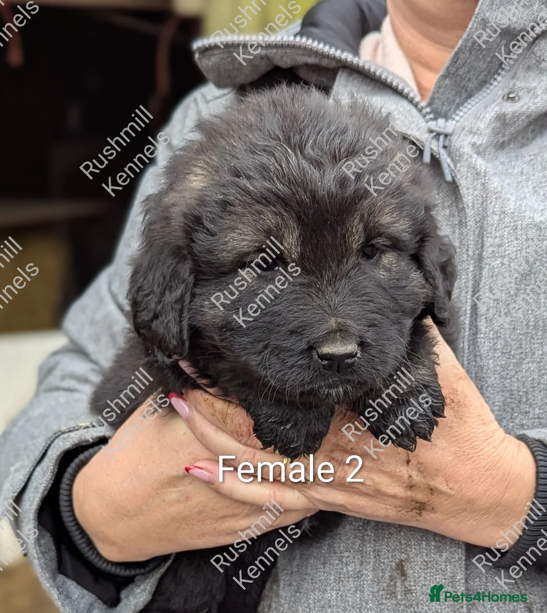 Caucasian Shepherd Dog dogs for sale: Caucasian Shepherd Pups - Advert 10
