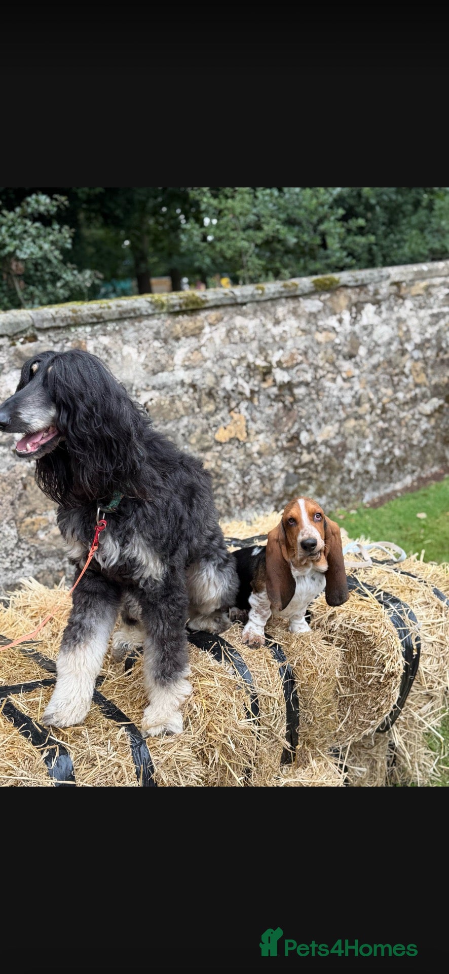 Basset Hound dogs for sale: Basset hound  - Advert 4