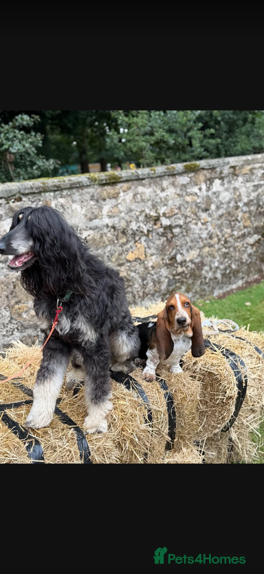 Basset Hound dogs for sale: Basset hound  - Advert 1