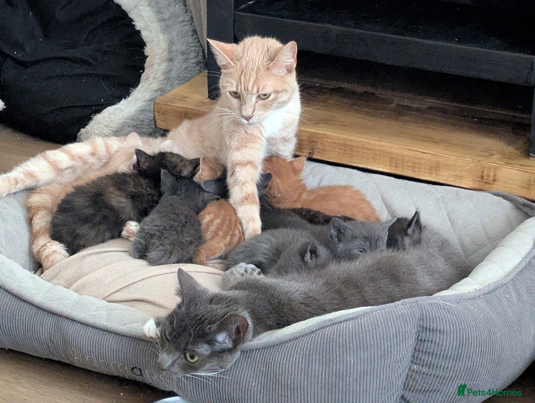 Mixed Breed cats for sale: Beautiful half ragdoll kittens  - Advert 6