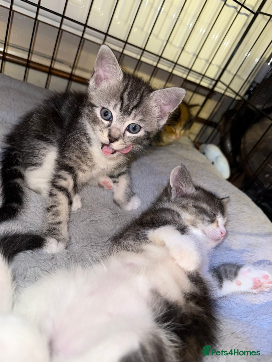 Mixed Breed cats for sale: 3 beautiful kittens available  - Advert 13