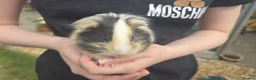 Guinea Pig rodents for sale: Young female guinea pigs  - Advert 1
