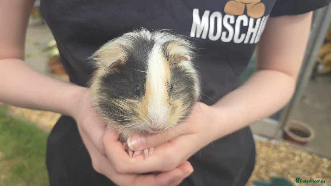 Guinea Pig rodents for sale: Young female guinea pigs  - Advert 1