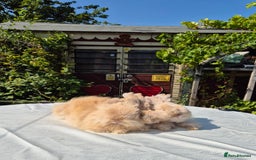 Angora rabbits for sale: Gorgeous Pedigree Full Faced Angora  - Image 4