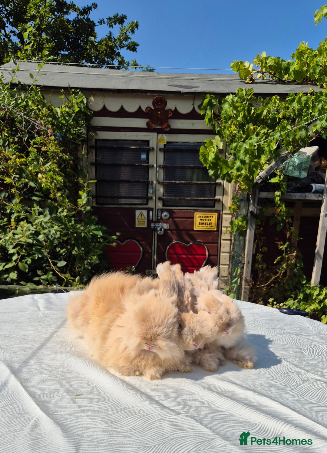Angora rabbits for sale: Gorgeous Pedigree Full Faced Angora  - Image 4