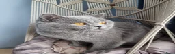 British Shorthair cats for sale: Kind Friendly Healthy Vaccinated Microchipped - Advert 4